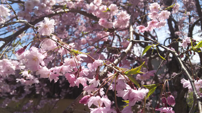 うちはGWが桜のピークです